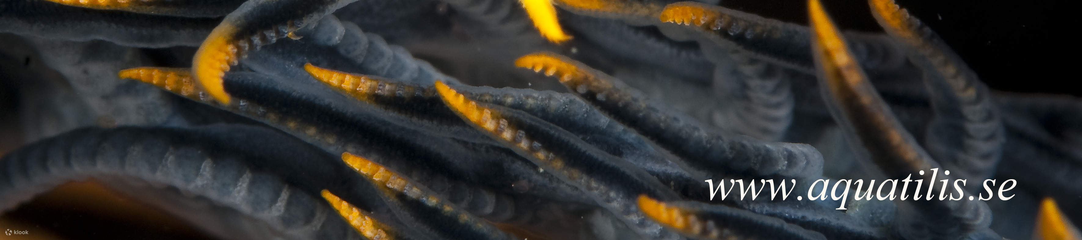 Inmersión a la 1PM en Cauayan