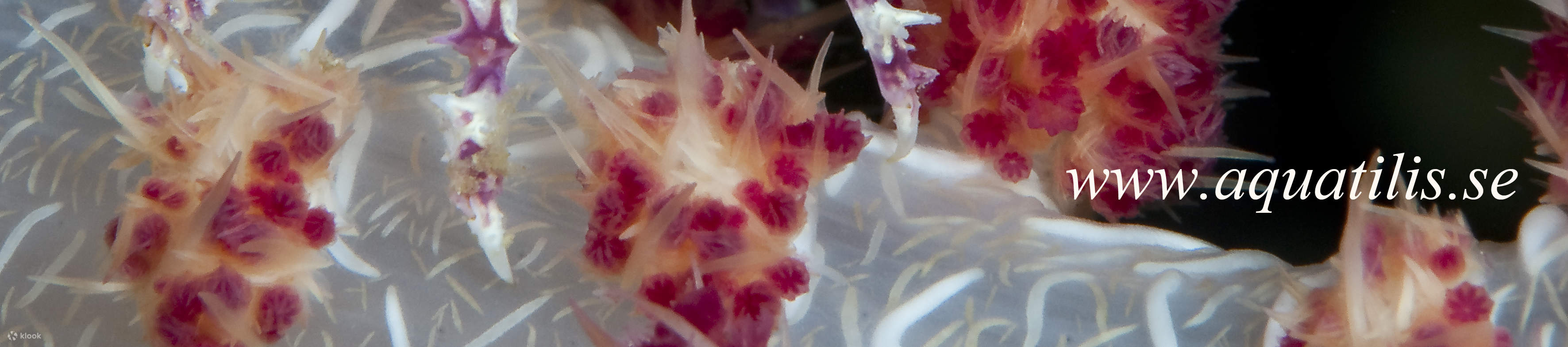 Inmersión a la 1PM en Cauayan