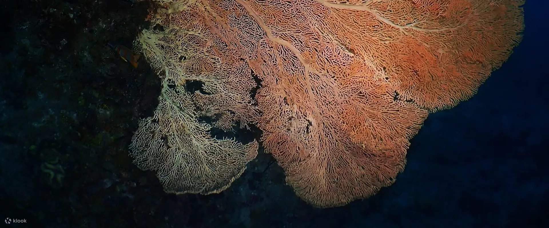 Đắm mình vào thế giới dưới nước kỳ diệu của Tioman khi bạn hoàn thành Khóa Nâng Cao toàn diện của chúng tôi