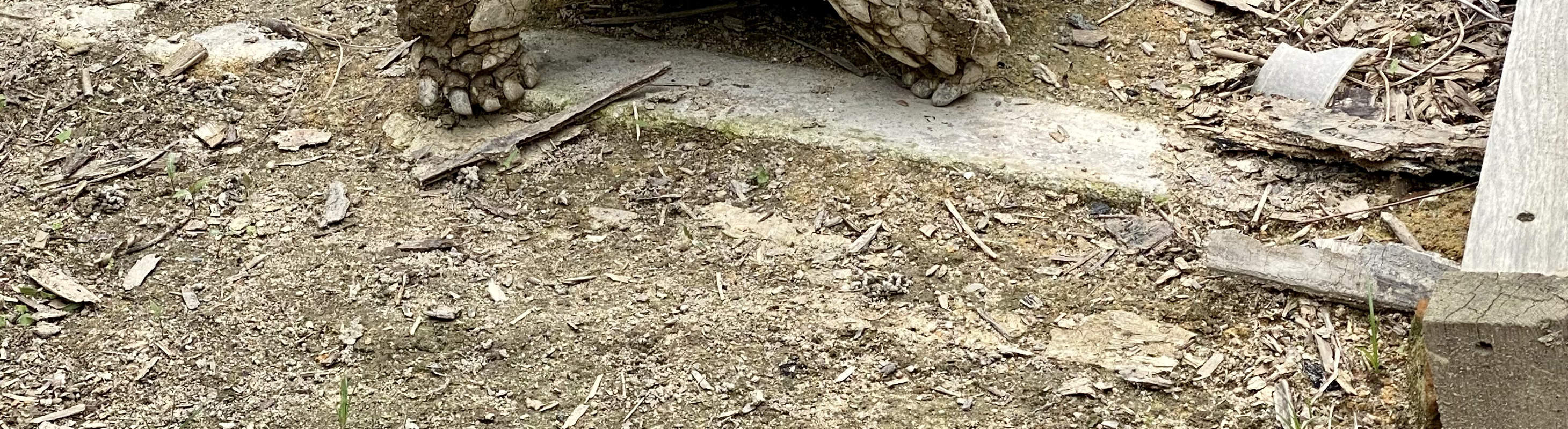 コーヒー焙煎＋藍染め体験