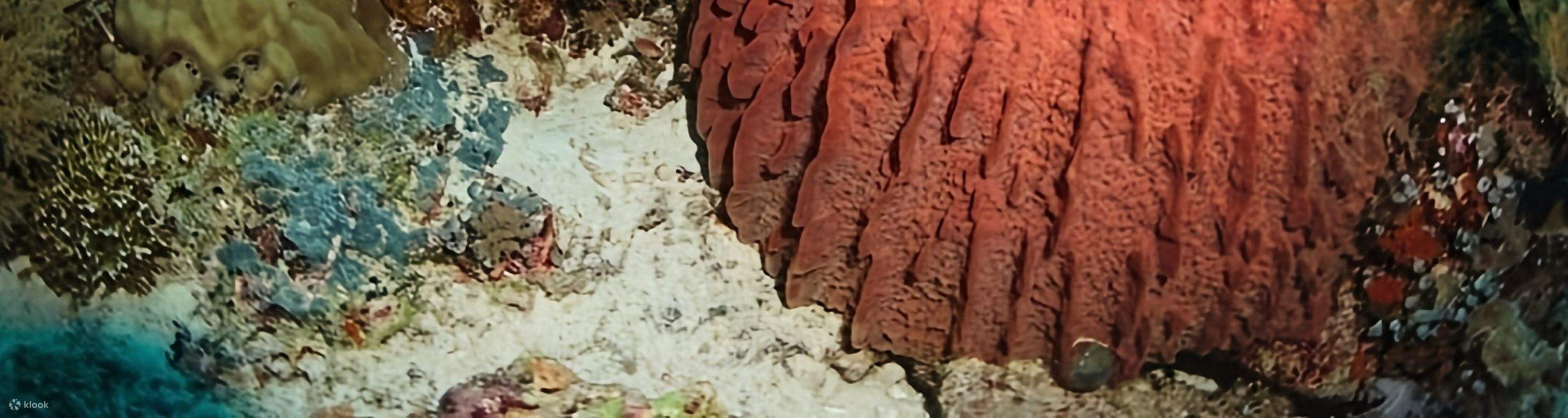 Siquijor: Freediving Adventure with Lunch and Beach Time