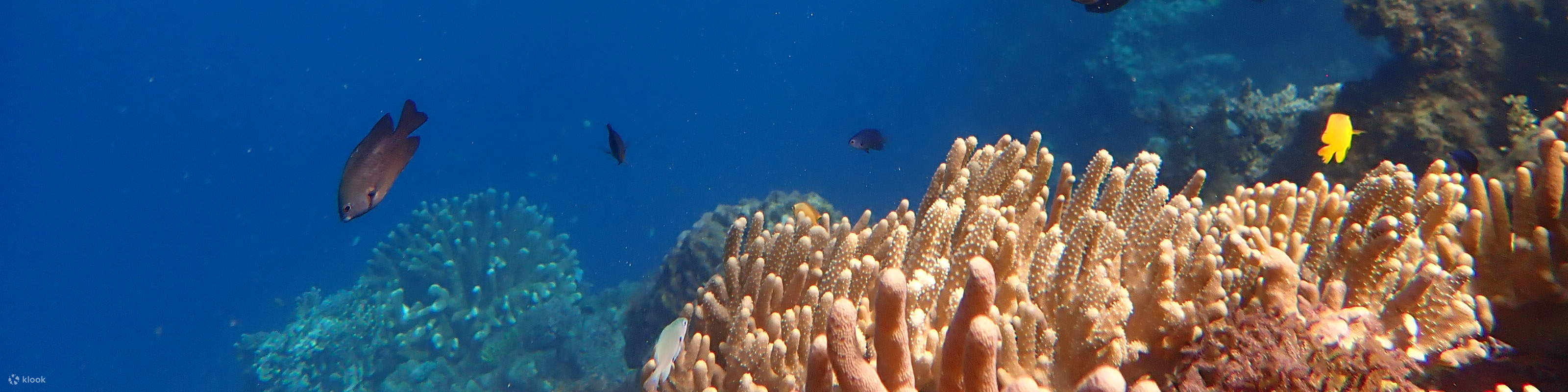 PADI Open Water Diver (eLearning)