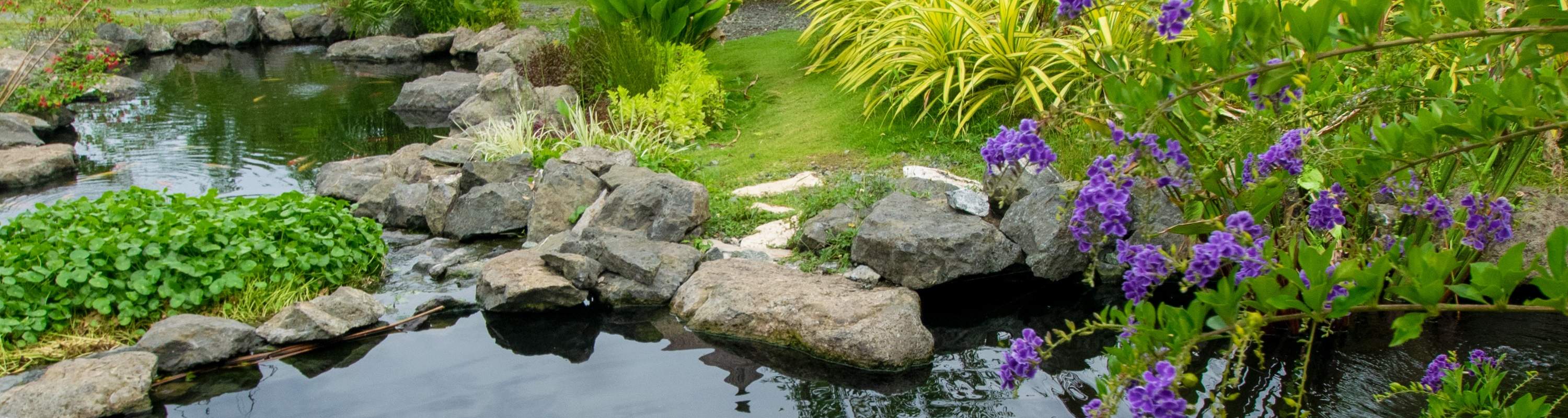 사우스 팜의 코이