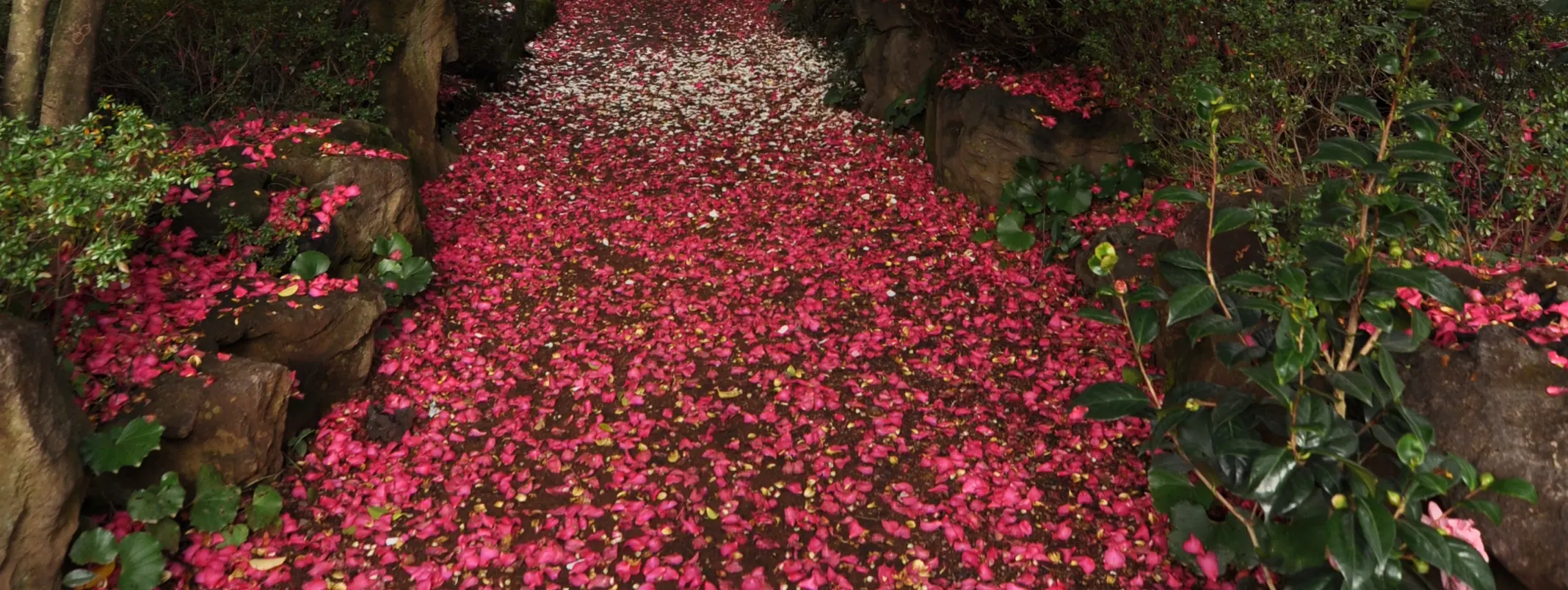 济州岛山茶花之丘门票