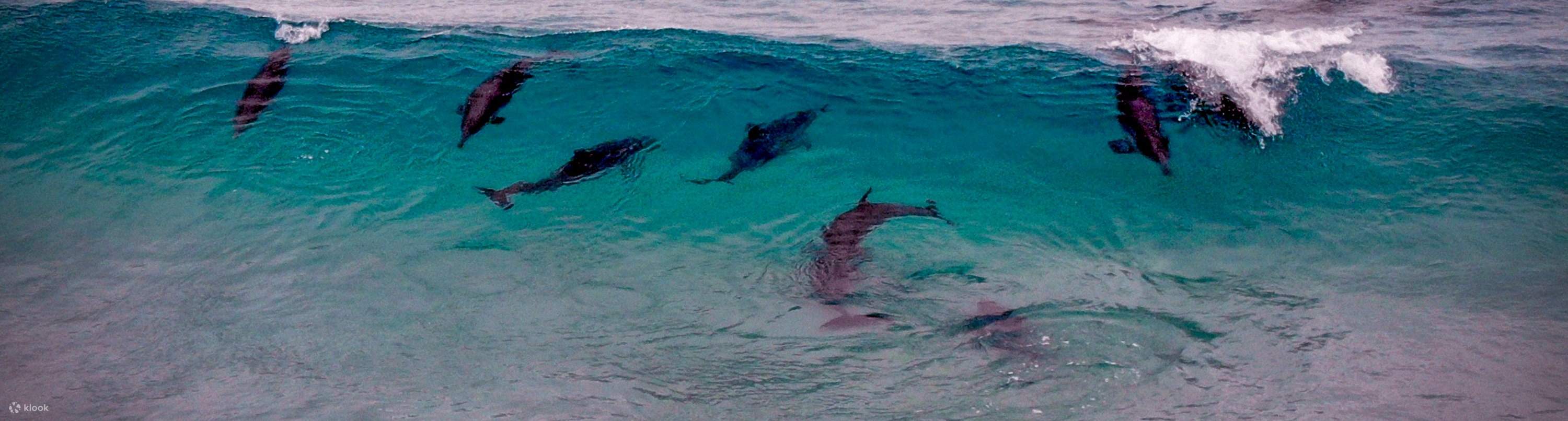 Marsa Alam - Tour đêm nhà cá heo Sataya 