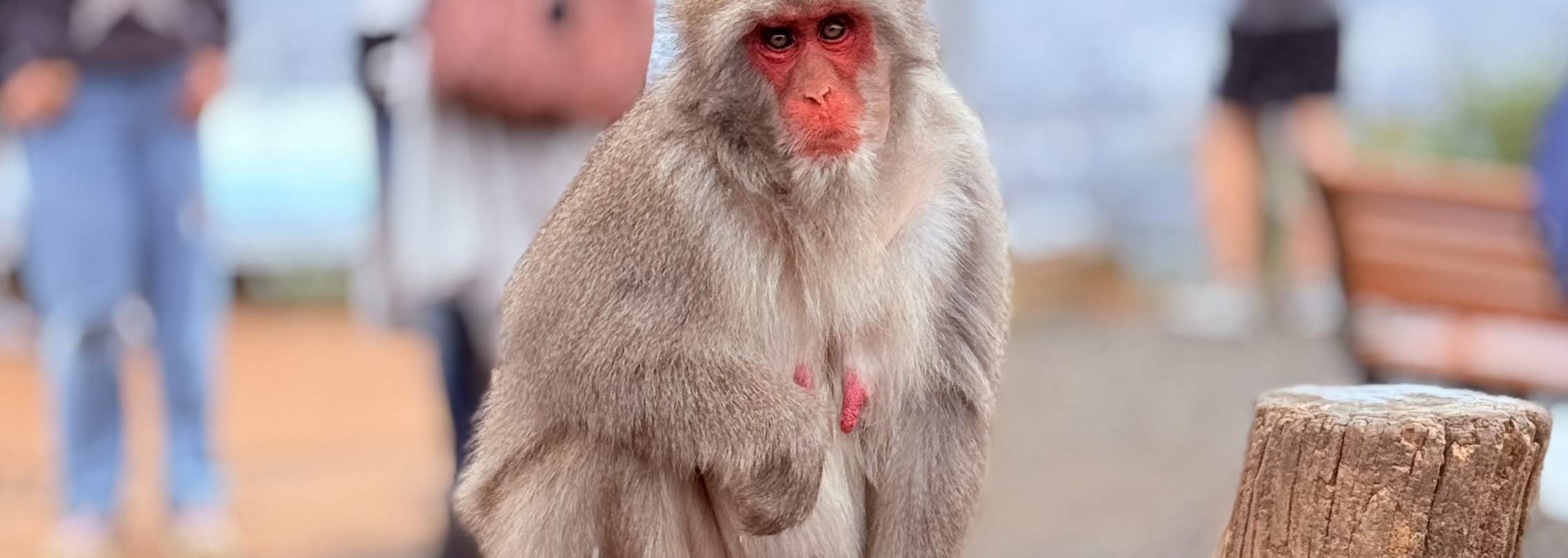Kyoto Arashiyama Wanderung: Bambuswald, Affen, Zen & Geheimnisse