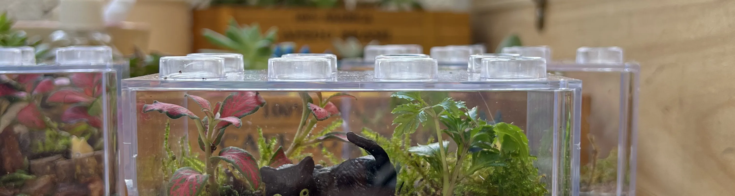 手作班房 - 微景观植物生态工作坊 Mini Terrarium Workshop｜铜锣湾