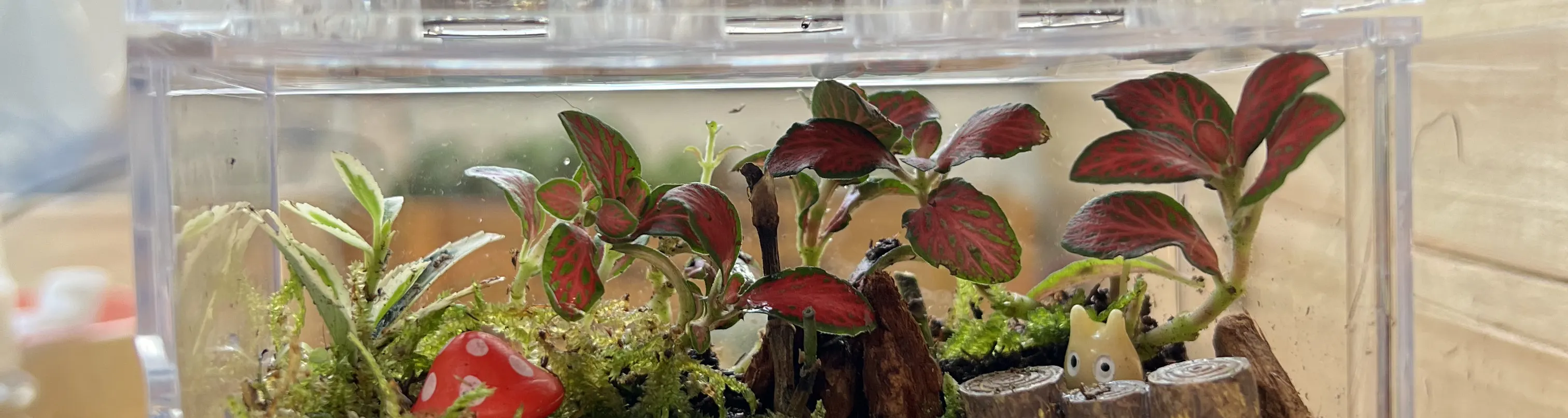 手作班房 - 微景观植物生态工作坊 Mini Terrarium Workshop｜铜锣湾