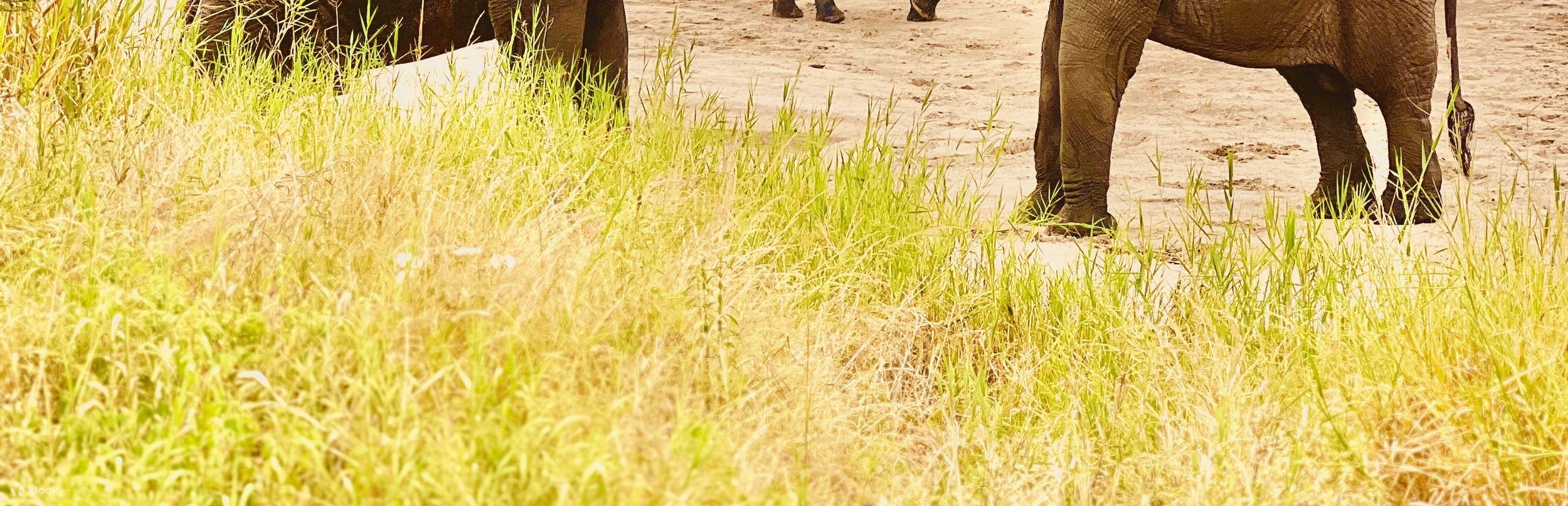 Private Tarangire National Park Day Trip