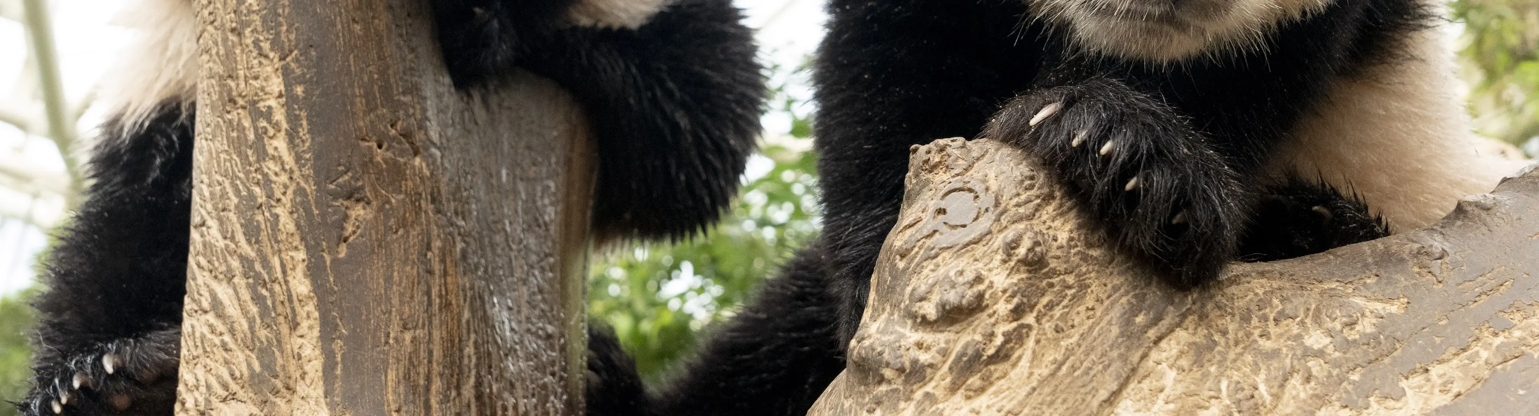 Everland Twin Pandas