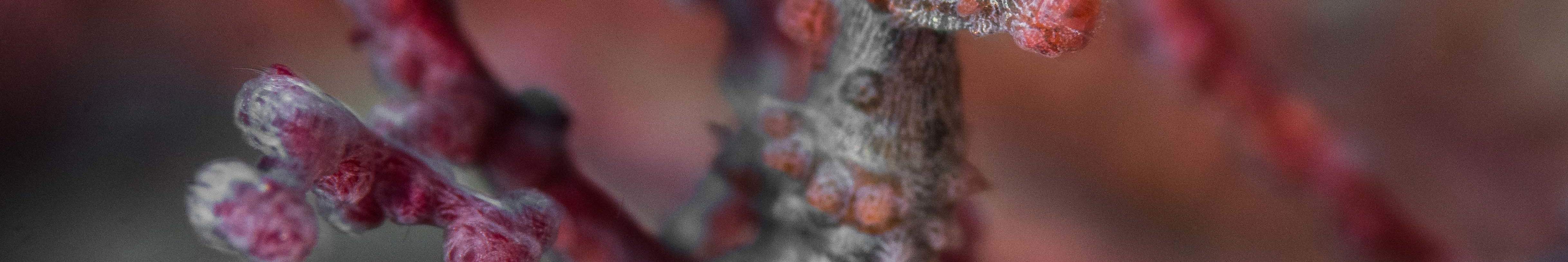 早上9点在卡瓦延潜水