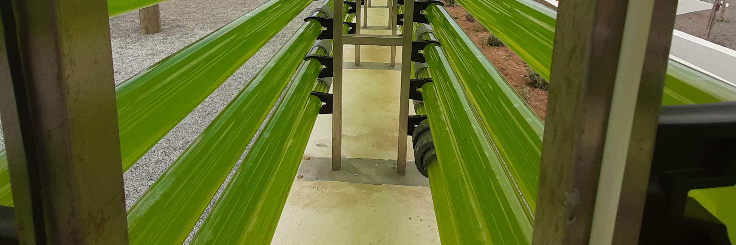 이비사 생명공학 식물원 투어