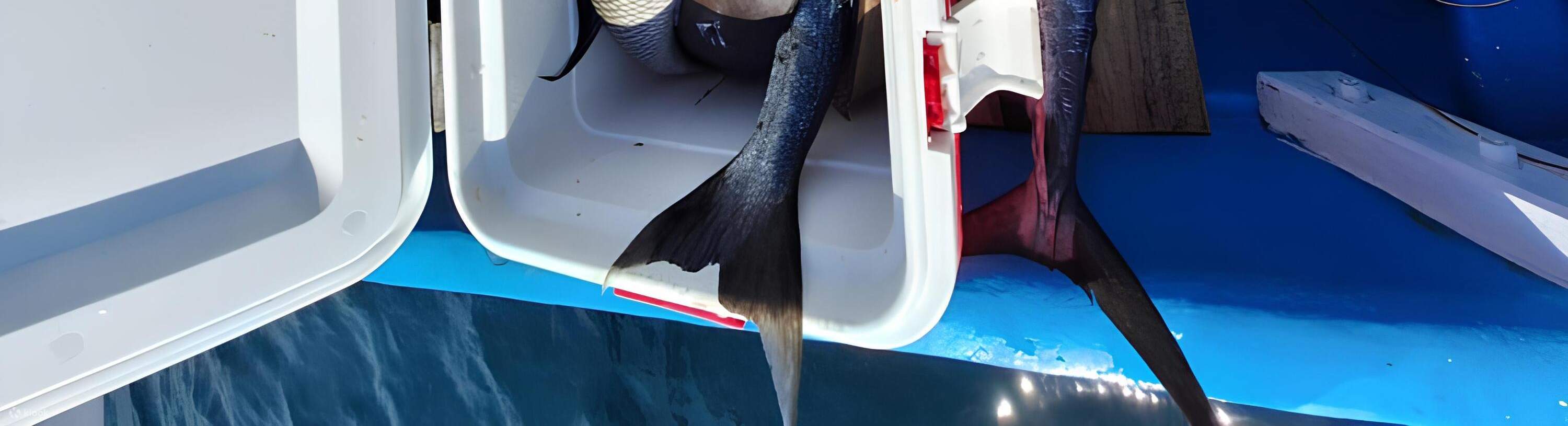 Ikan Yang Ditangkap Dalam Trip Ini