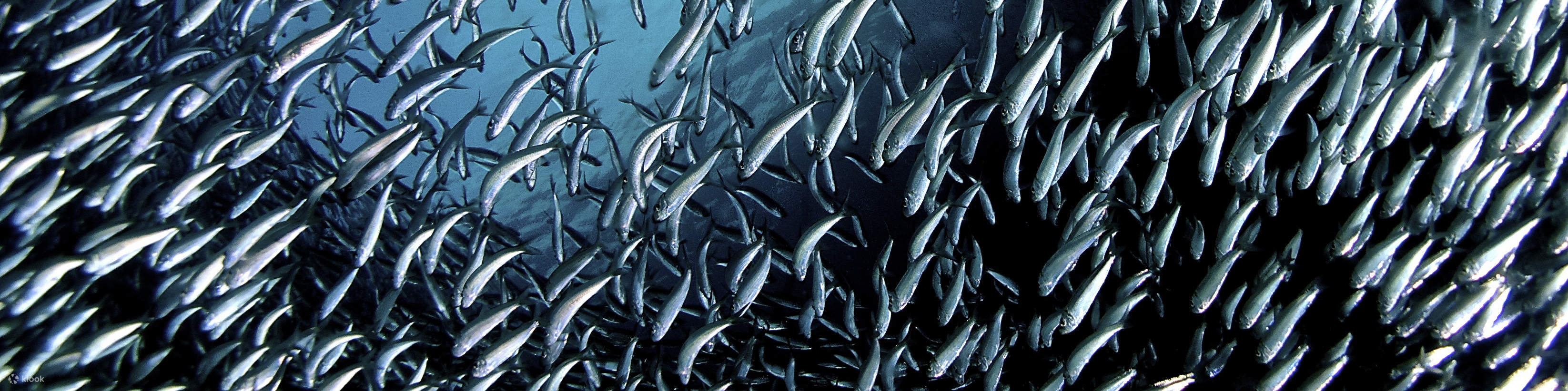 Захватывающее погружение во время Сардиновой миграции – Погружение с 1 баллоном с лодки