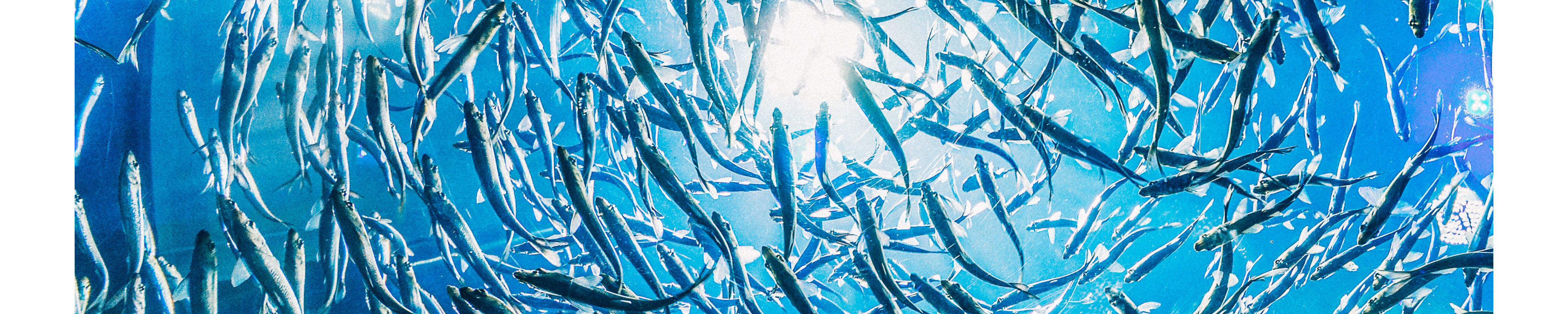 Trip Menyelam Setengah Hari