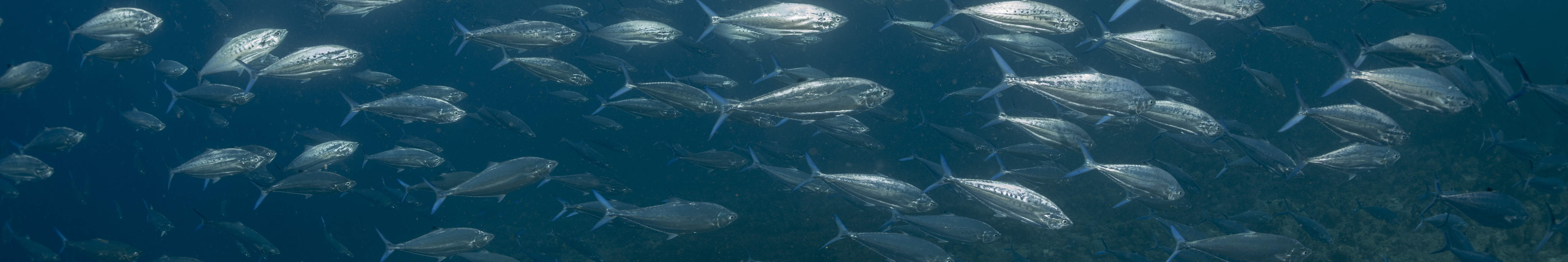 PADI Discover Scuba Diving