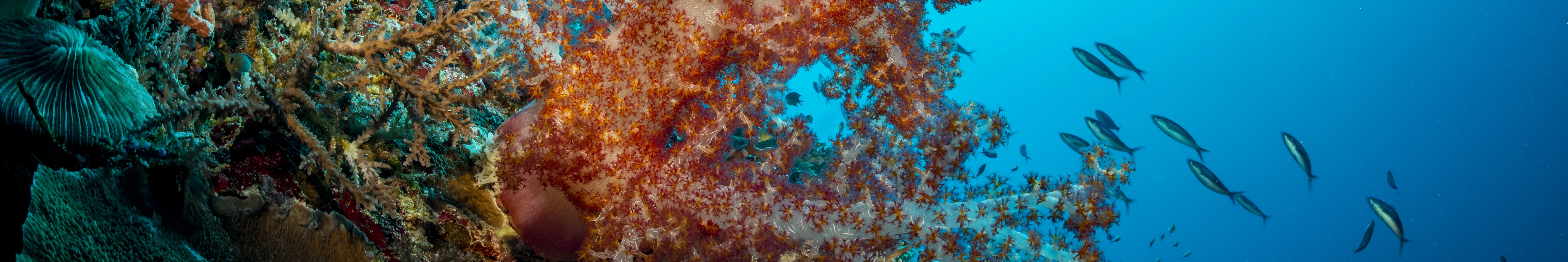 PADI 探索水肺潜水