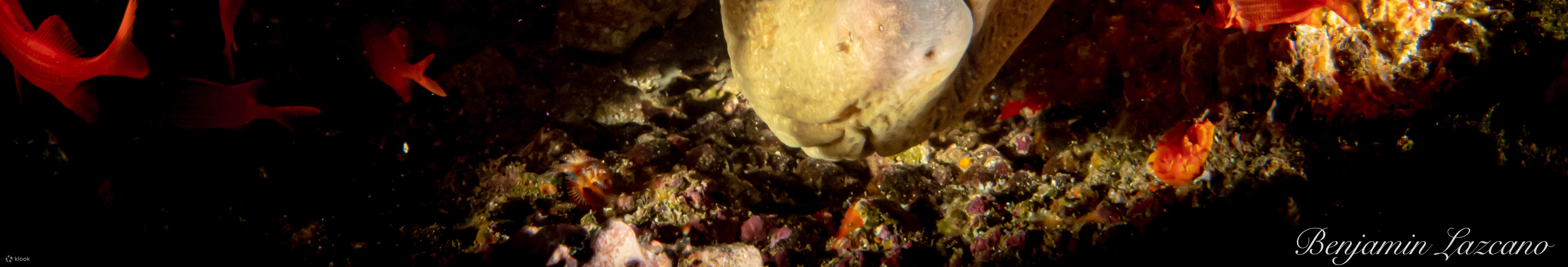 매크로 러버 다이브 패키지