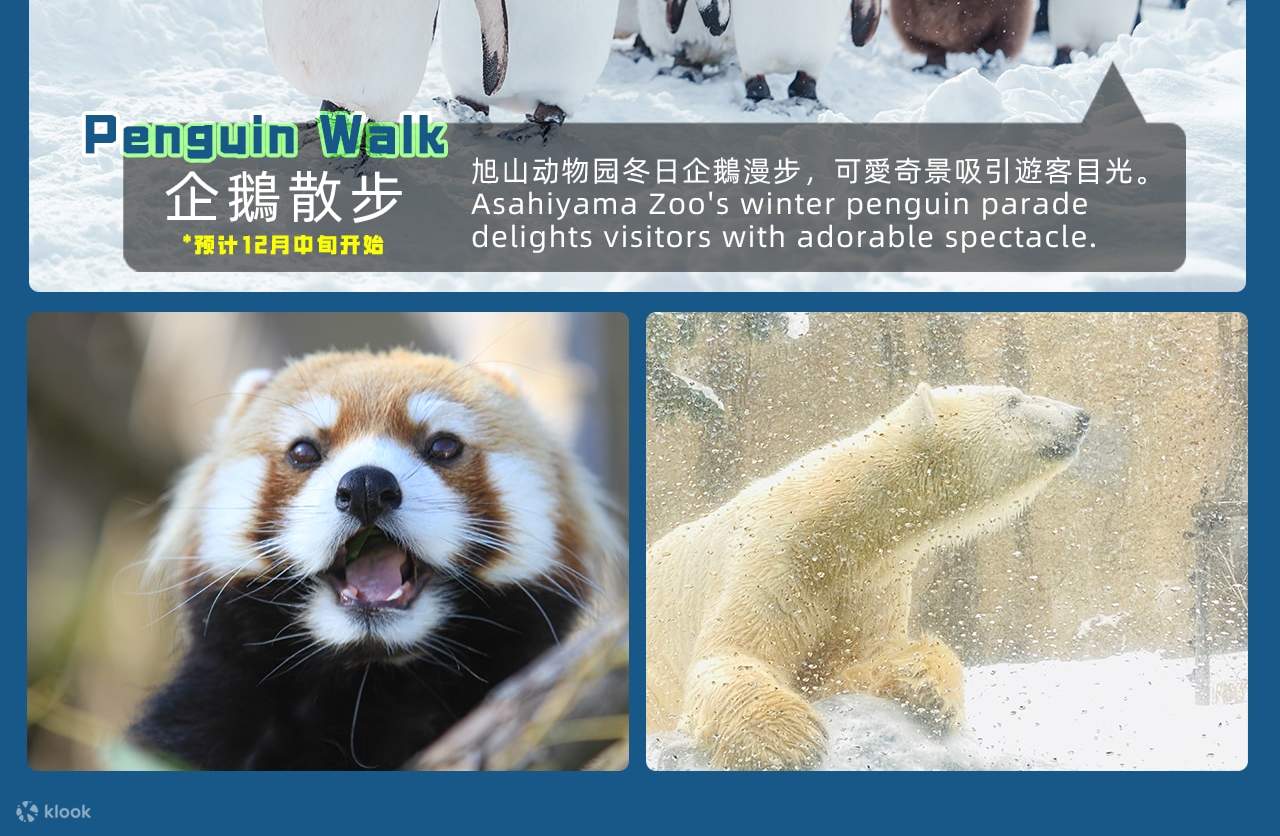 Hokkaido Asahiyama Zoo & Biei One Day Tour丨Chinese/English Bilingual ...