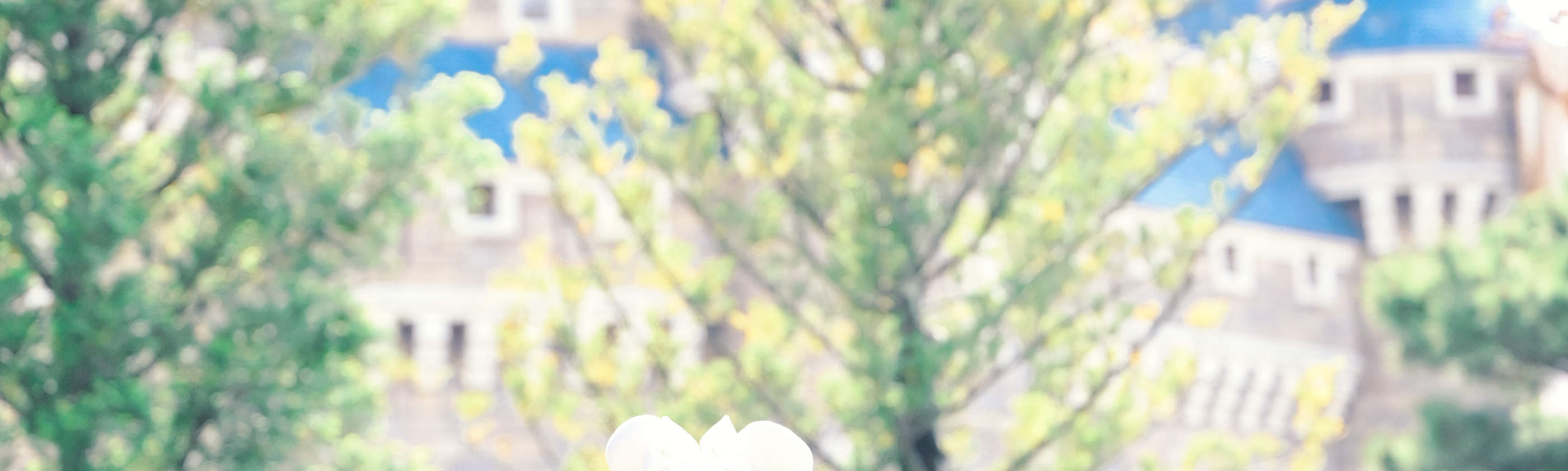 사진 촬영 (후지산, 가루이자와, 가마쿠라, 가와고에 등 원정도 가능)