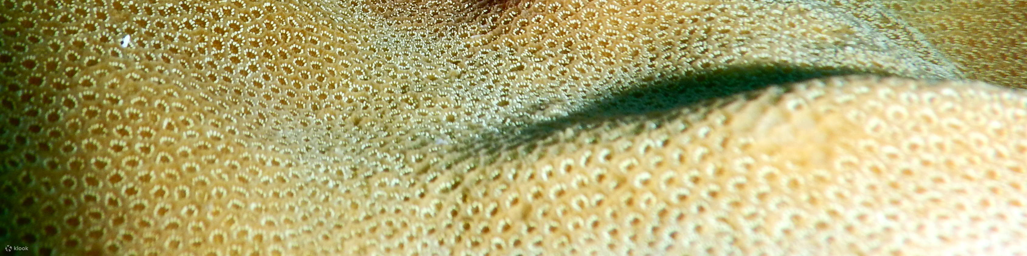 PADI Advanced Open Water Diver