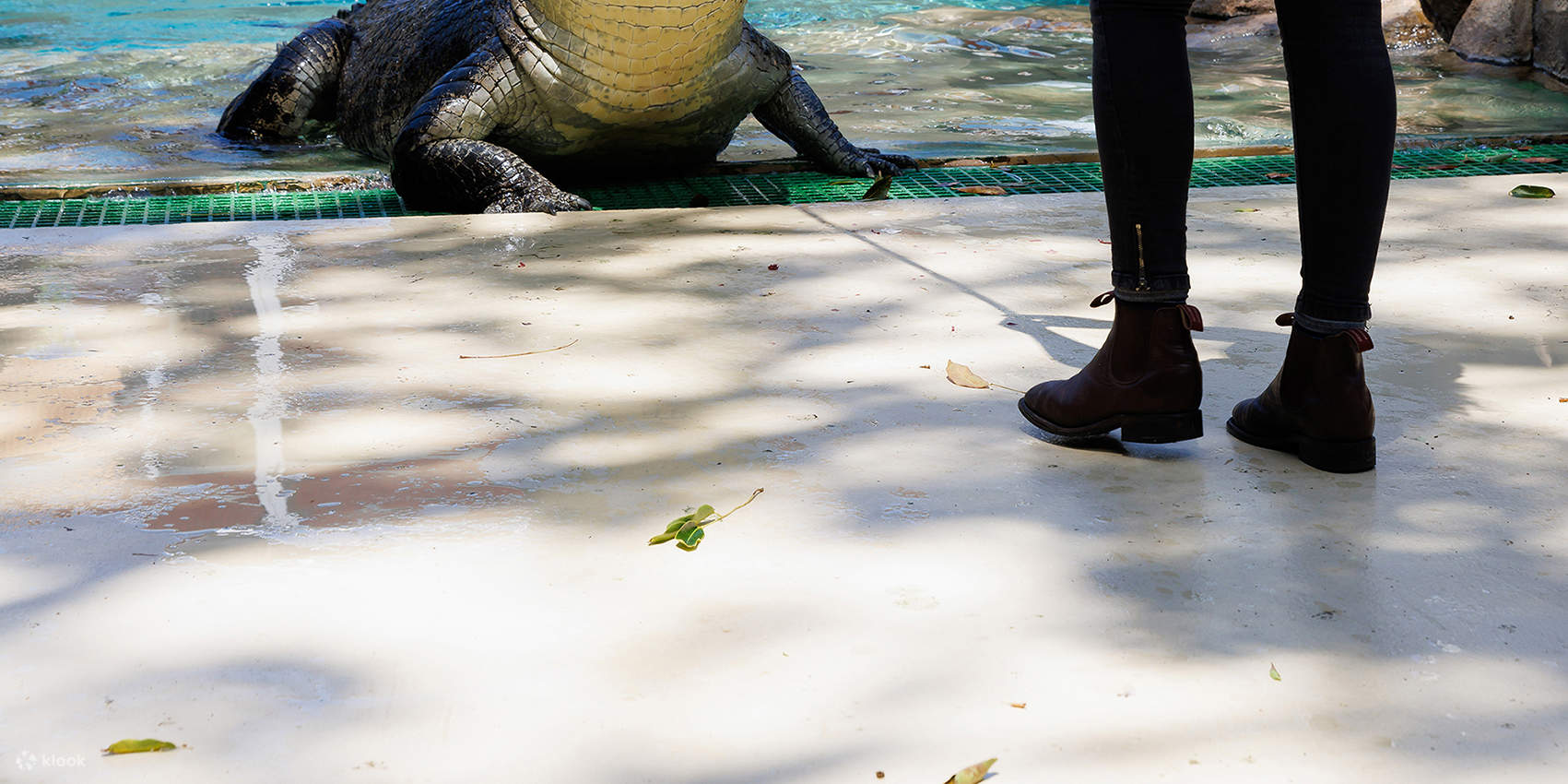 Croc and Darwin 門票