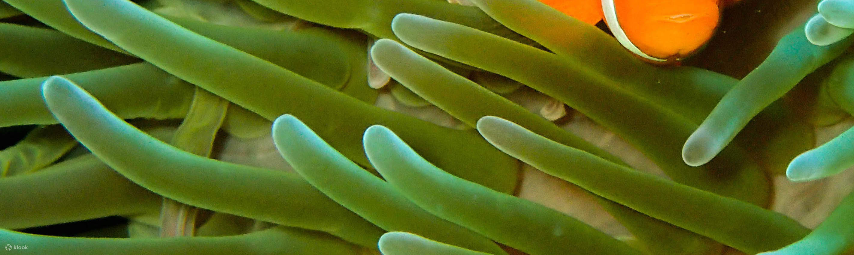 PADI 오픈 워터 다이빙 강습