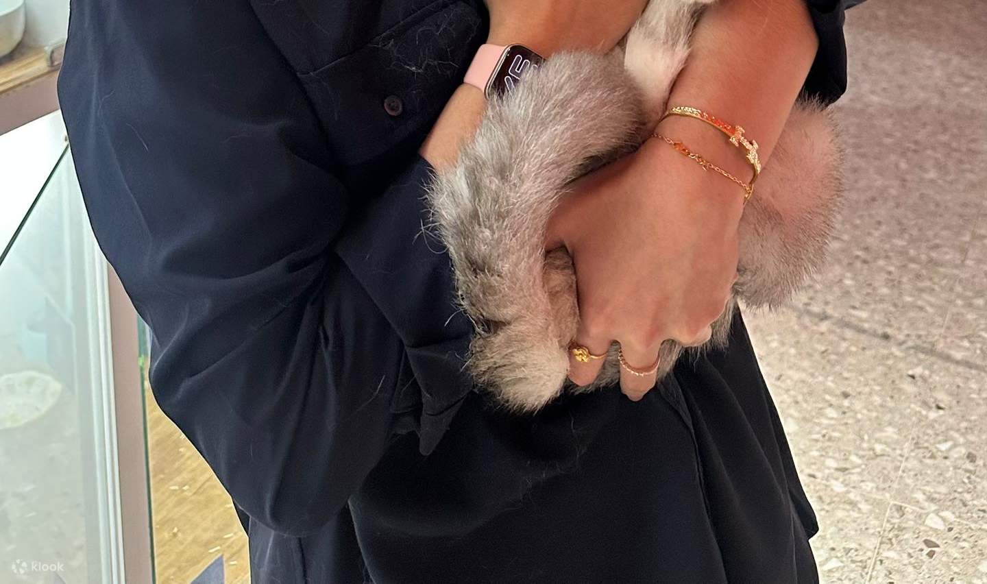 บัตรเข้าชม Just Cats 