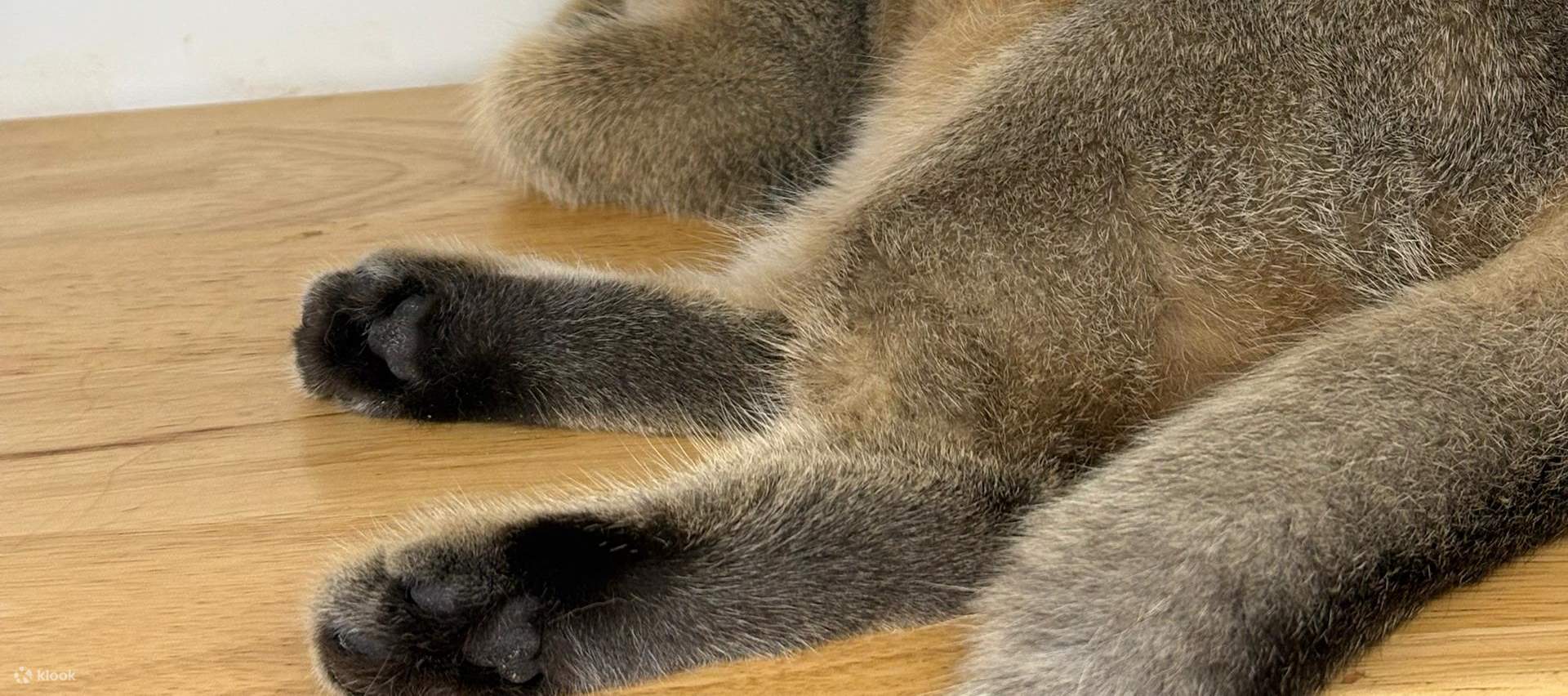 บัตรเข้าชม Just Cats 