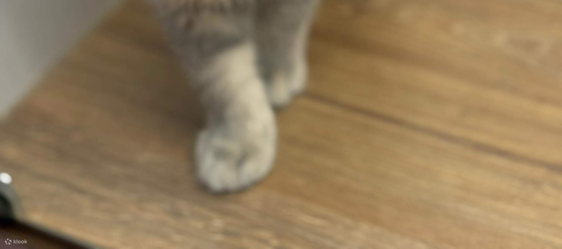 Just Cats 貓咪樂園門票