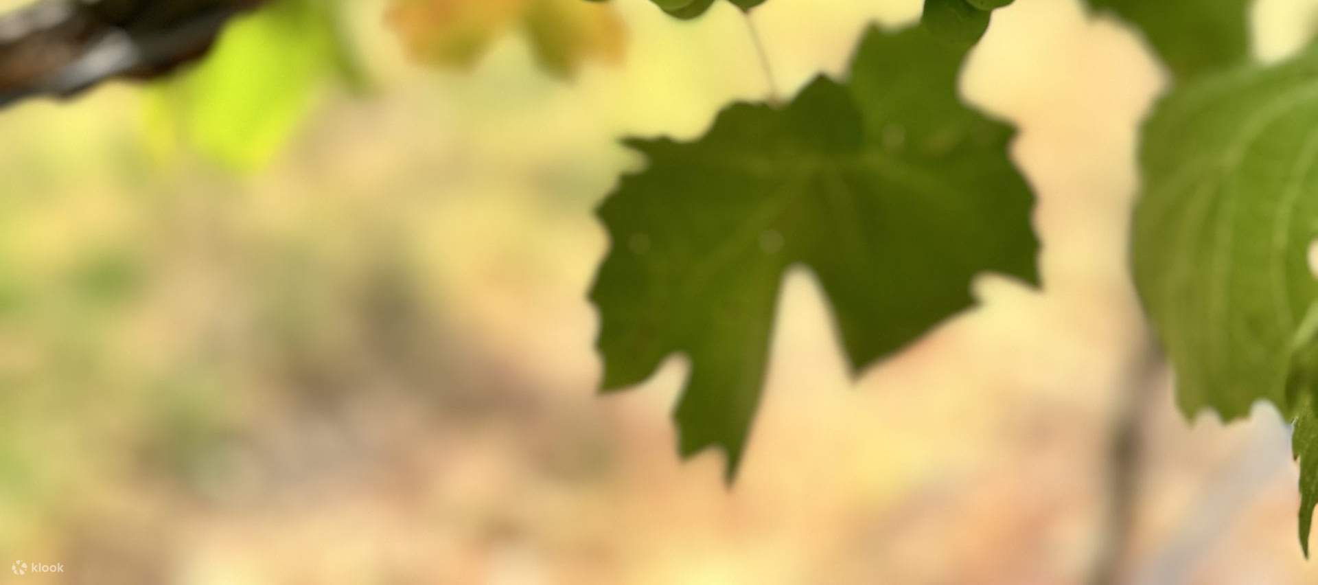 Weinproben Yarra Valley Touren ab Melbourne