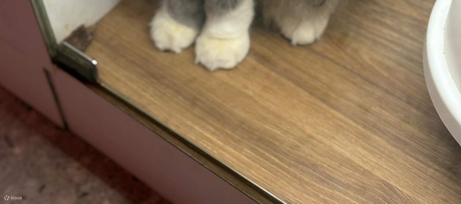 บัตรเข้าชม Just Cats 