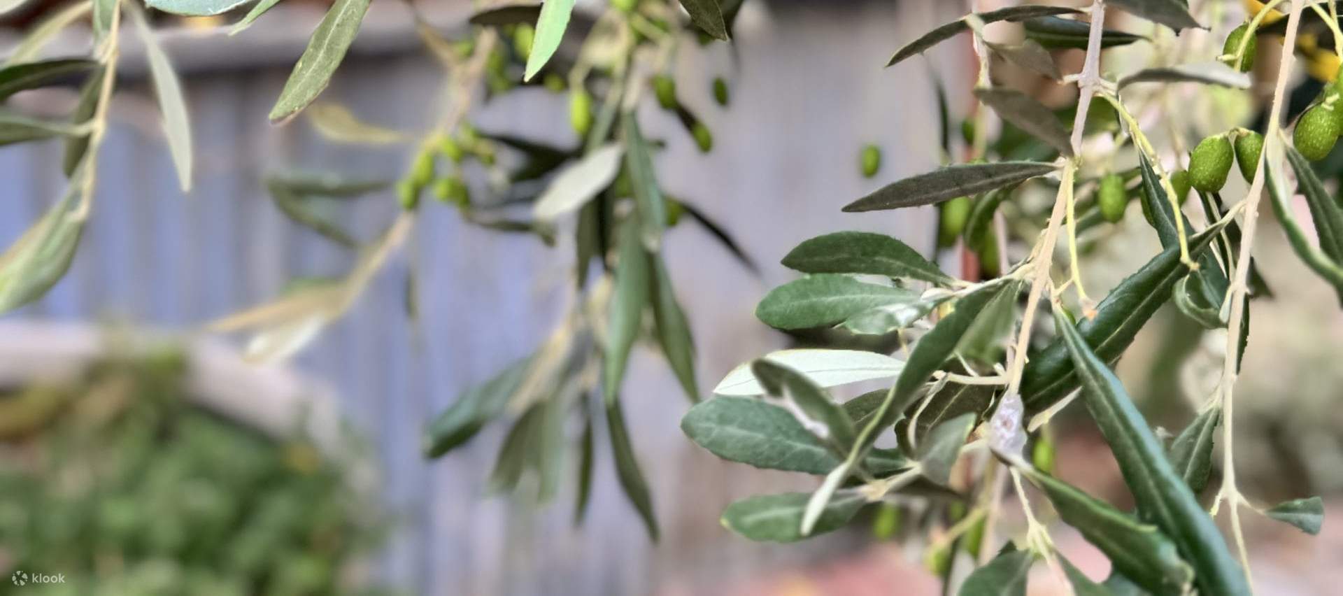 Tours de degustación de vinos en el valle de Yarra desde Melbourne