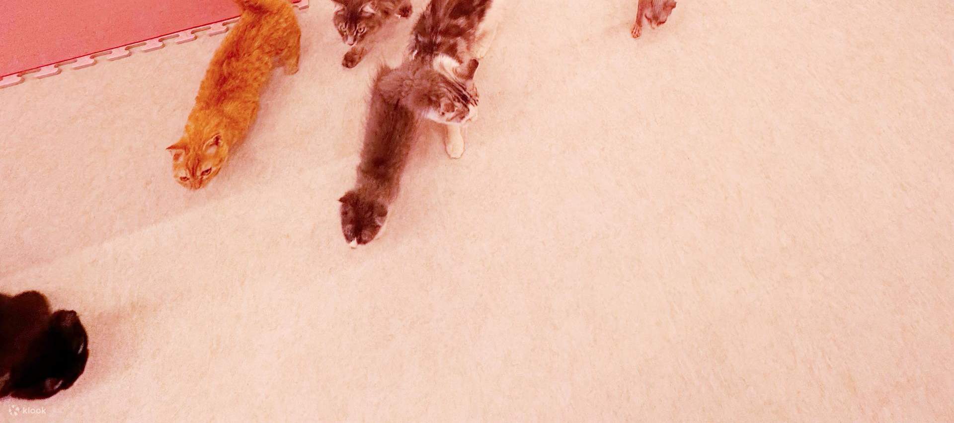 Ammira da vicino oltre 30 gatti di diverse razze!