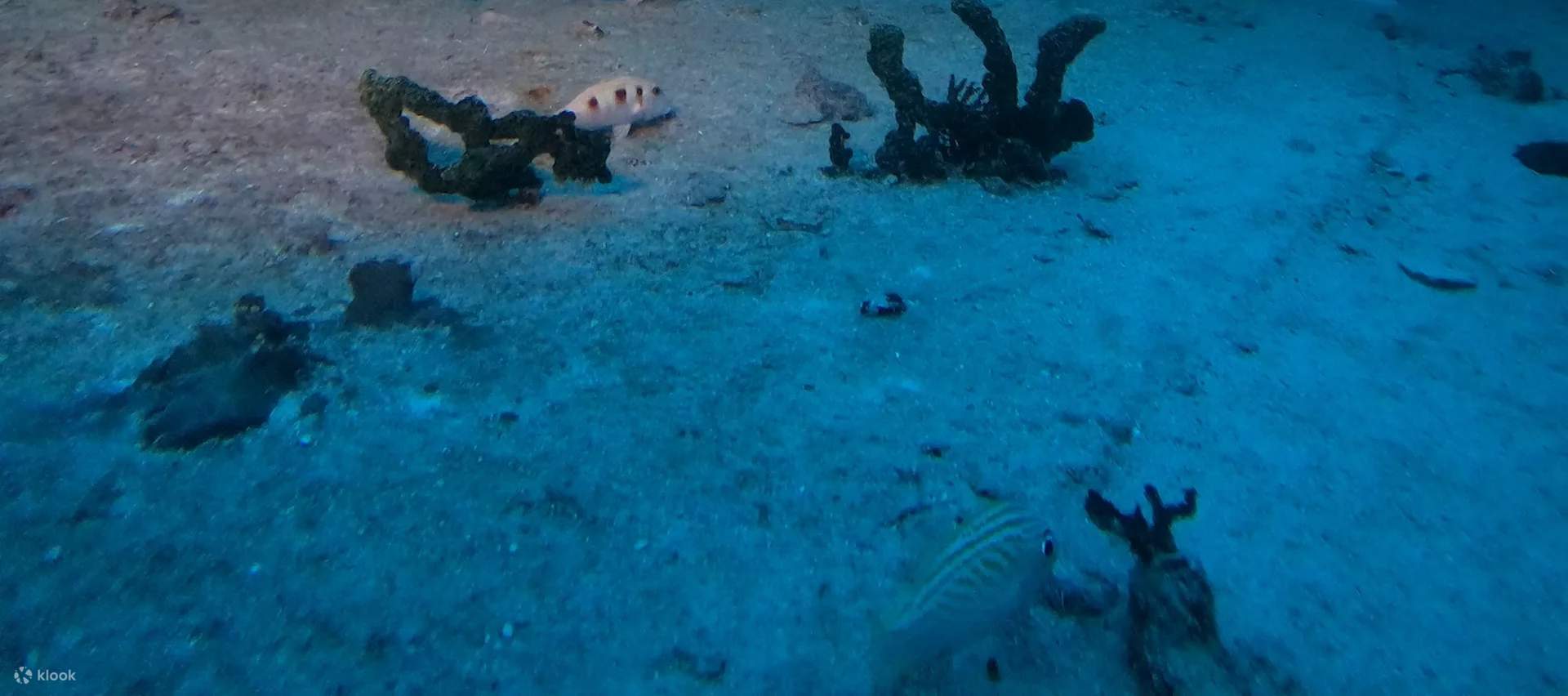 PADI Advanced Open Water Diver di Florida bersama PADI 5 Star IDC