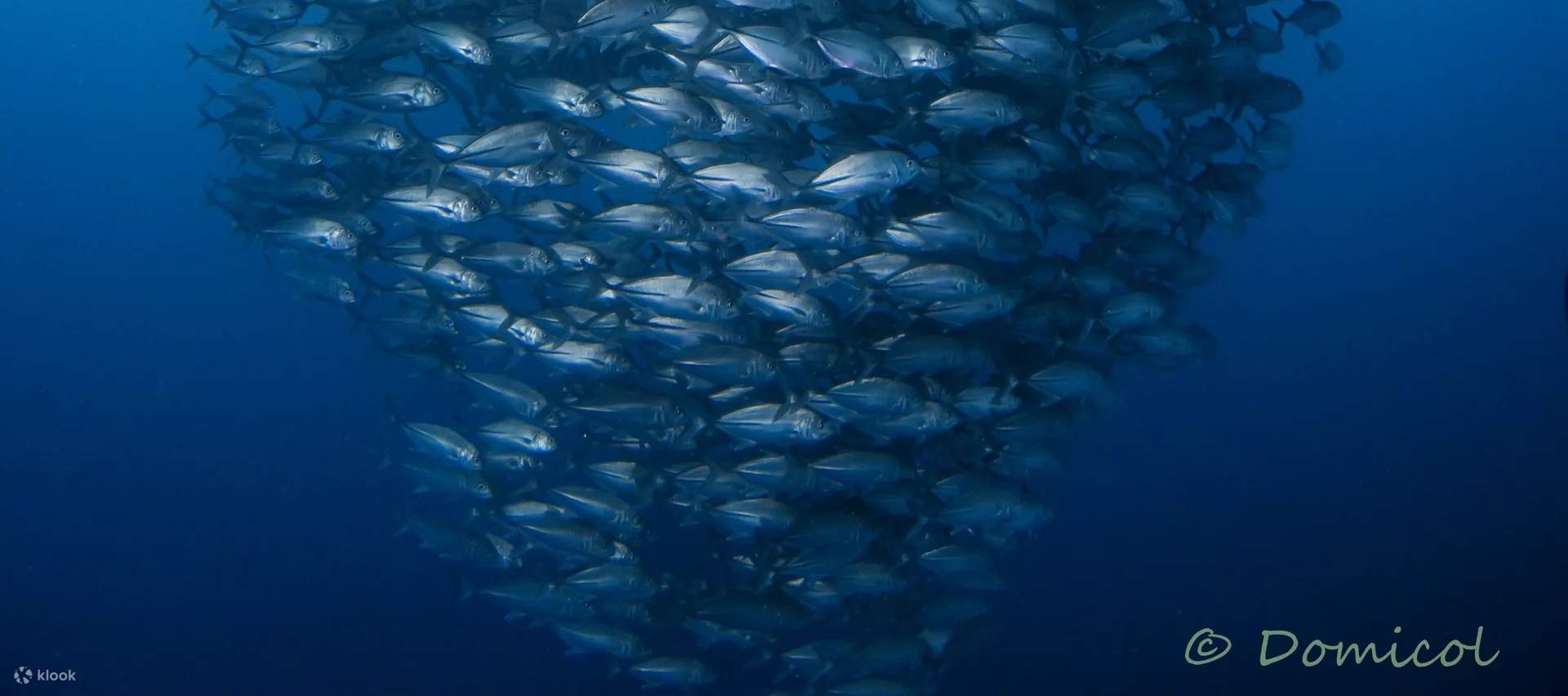 Witness the teeming life beneath the waves as you encounter thriving ecosystems and expansive schools of fish on your dive adventure.