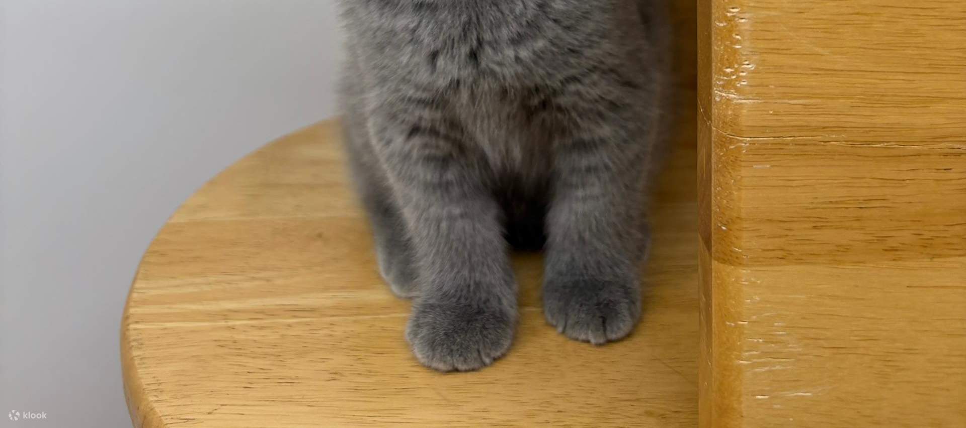 บัตรเข้าชม Just Cats 