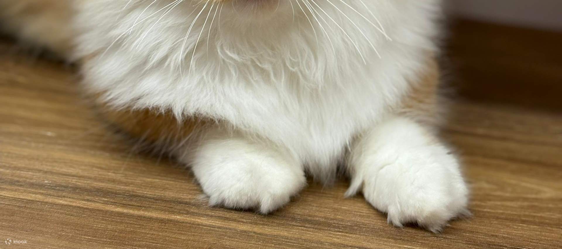 บัตรเข้าชม Just Cats 