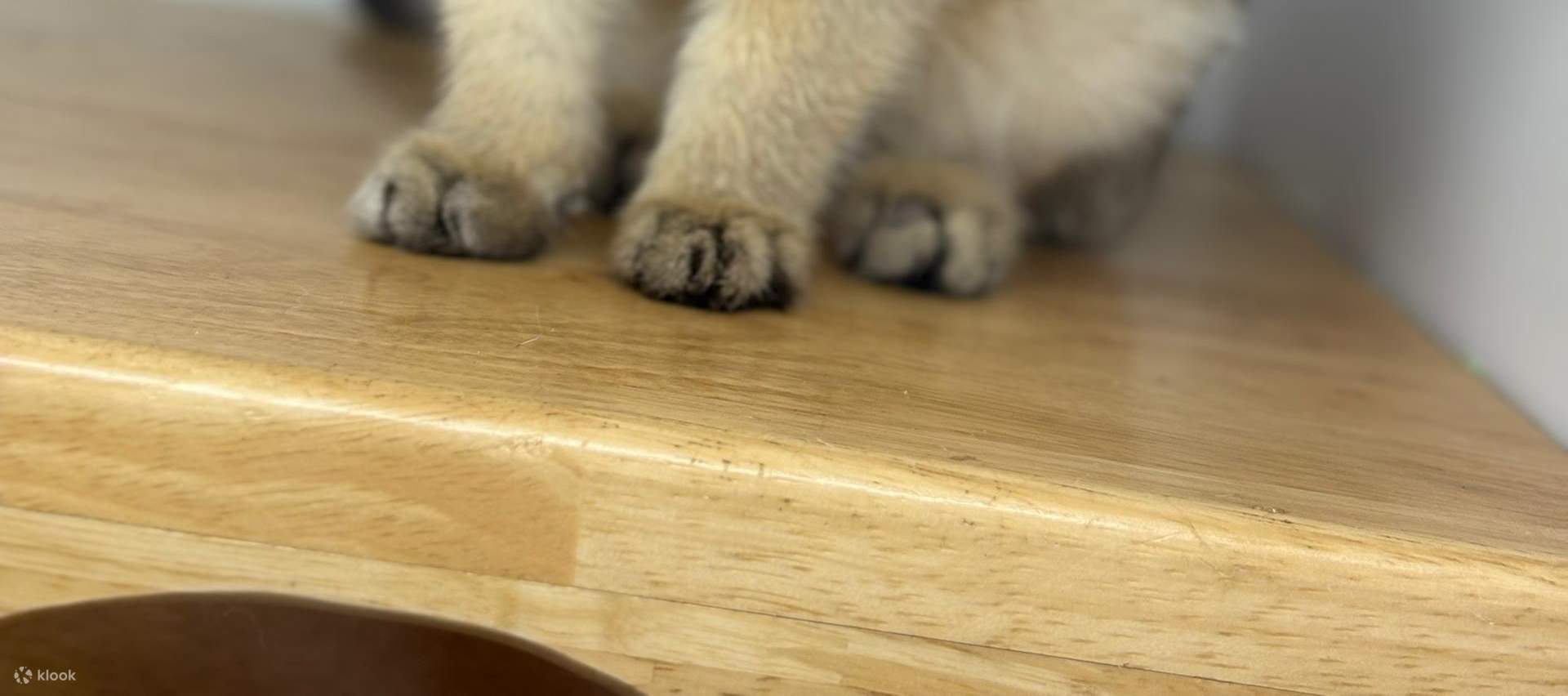 บัตรเข้าชม Just Cats 