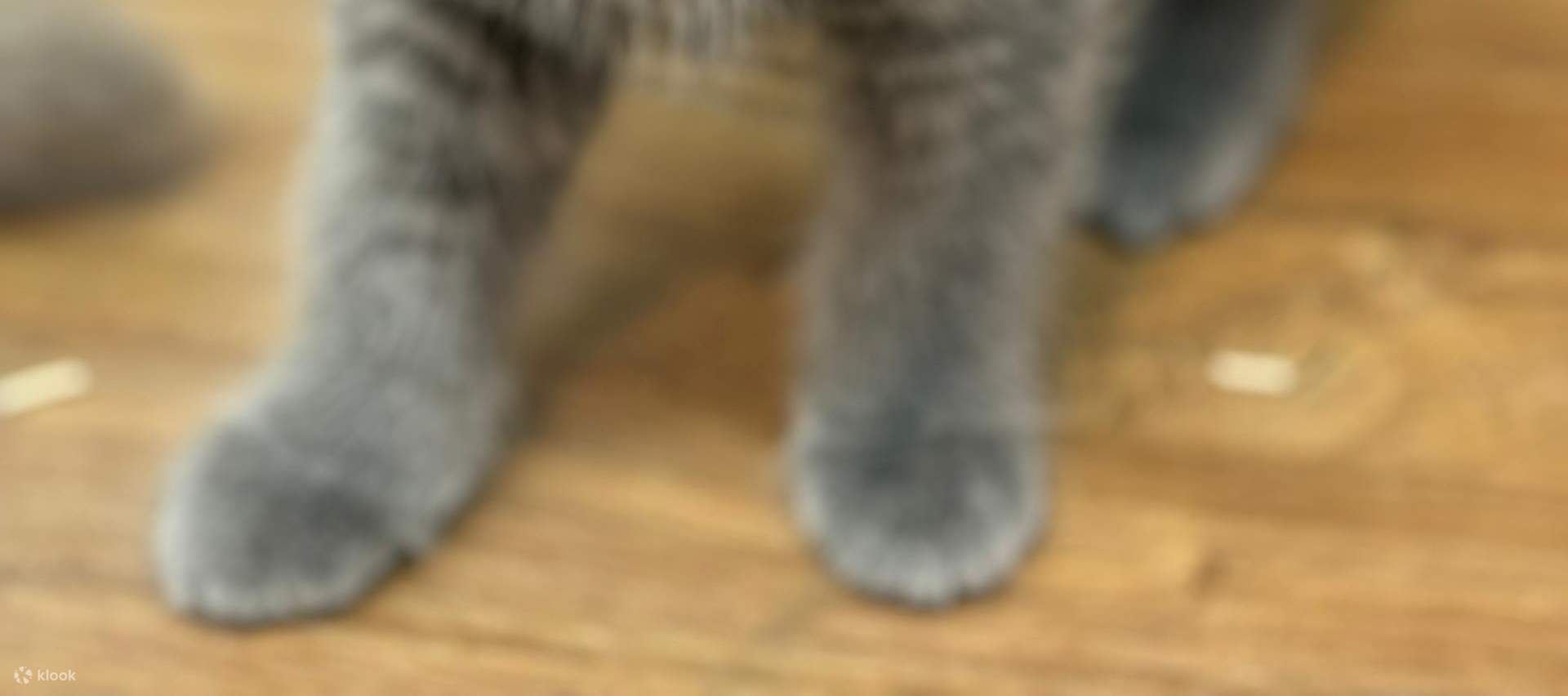 Just Cats 貓咪樂園門票