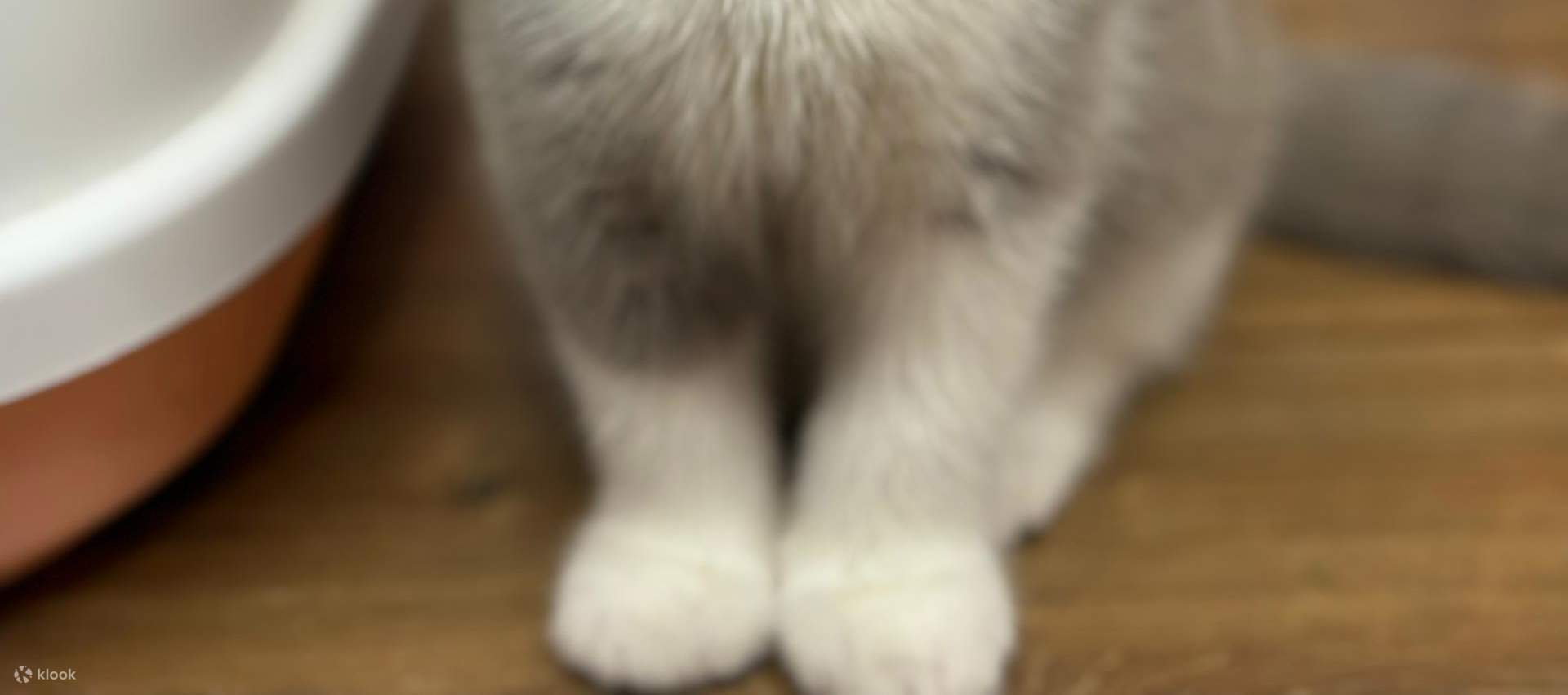 บัตรเข้าชม Just Cats 