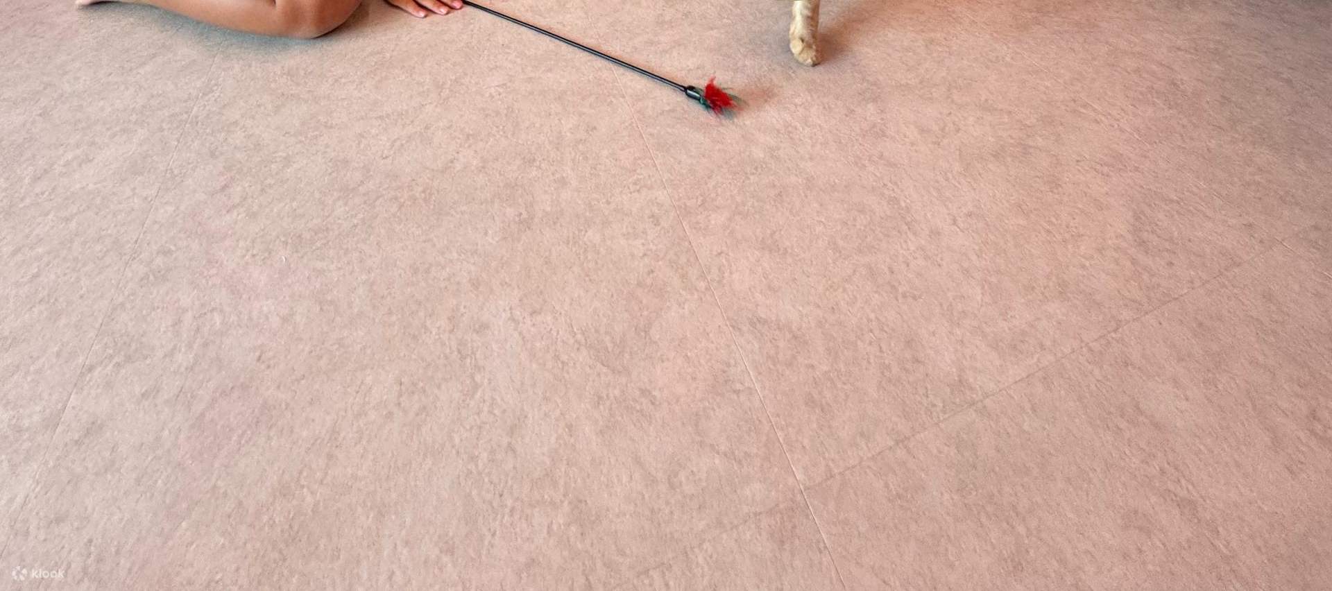 Anak-anak kecil dan kucing comel - persahabatan yang paling menyentuh hati!