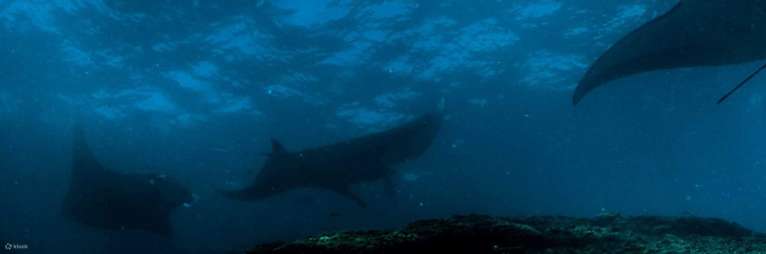 ペニダ島でスキューバのスキルを磨きながら、アドバンスド・オープン・ウォーター・ダイバーとして水中探検に爽快な次元を加え、マンタとの魅惑的な出会いに備えましょう。