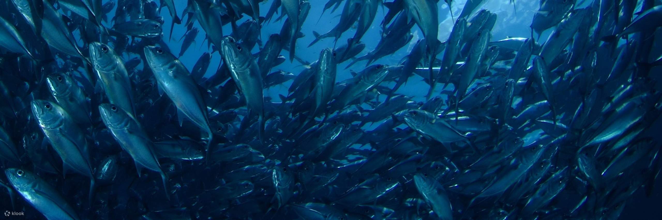 Sumérgete en las profundidades de Nusa Penida con confianza y habilidad como Buceador Avanzado de Aguas Abiertas, explorando desafiantes sitios de buceo y presenciando la belleza que se despliega bajo las olas.