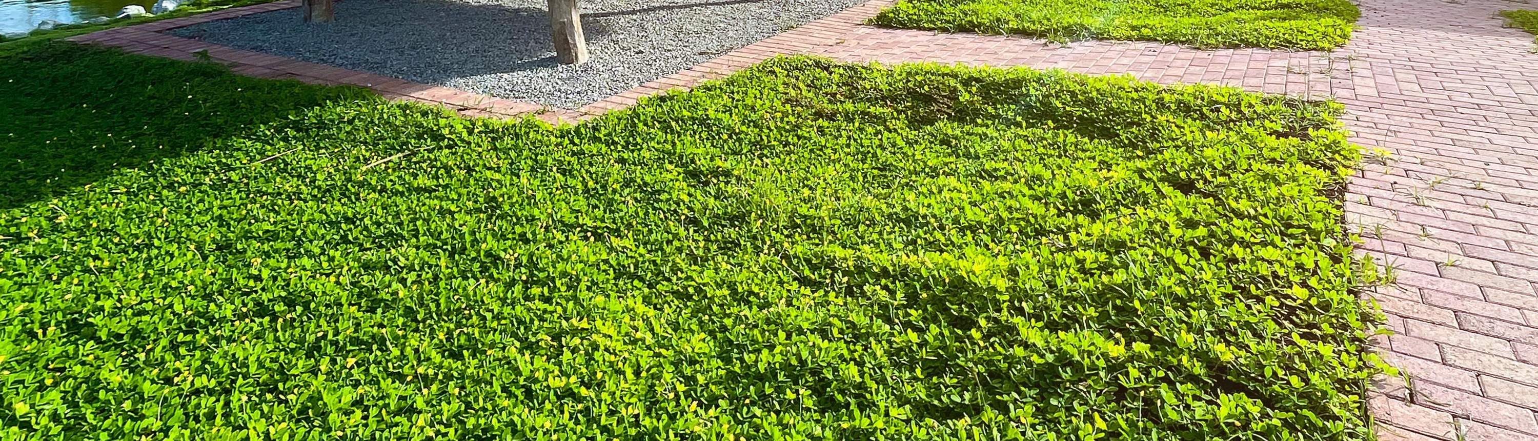 사우스 팜 팡라오의 푸르른 녹음