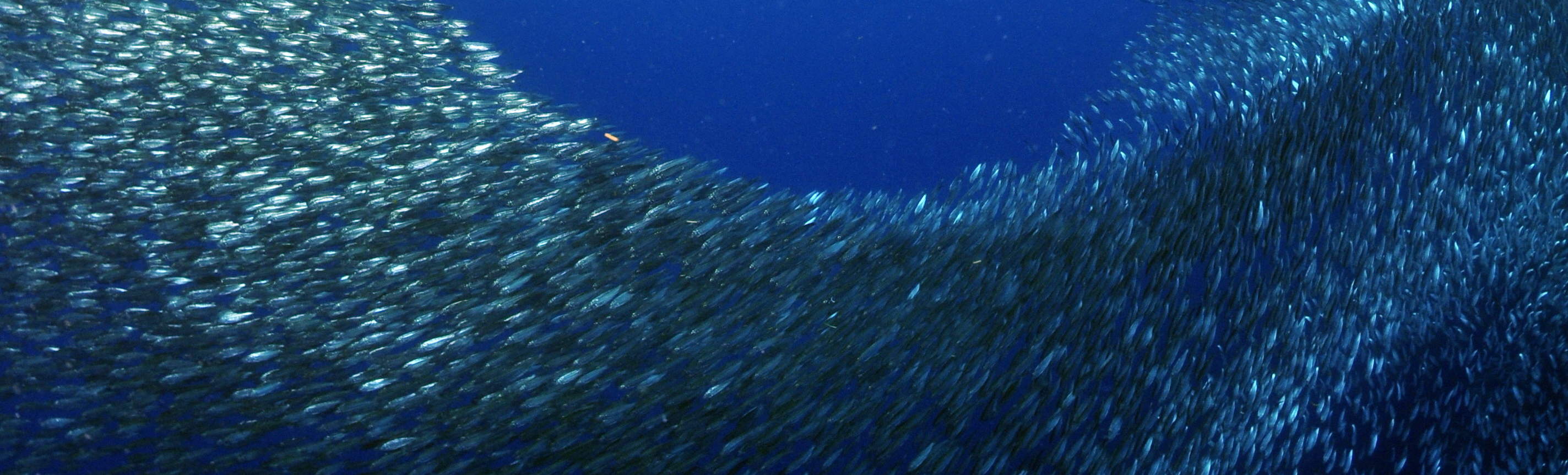 感動的なイワシの大群ダイブ - 1タンクボートダイブ