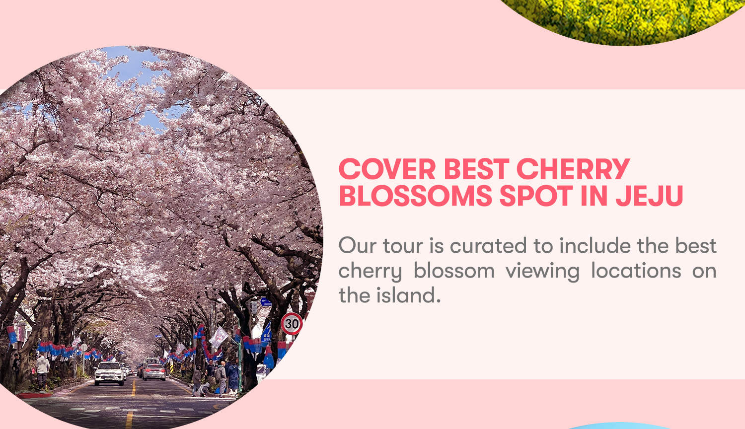 Jeju Canola Flower & Cherry Blossom Private Day Tour (By Wondertrip