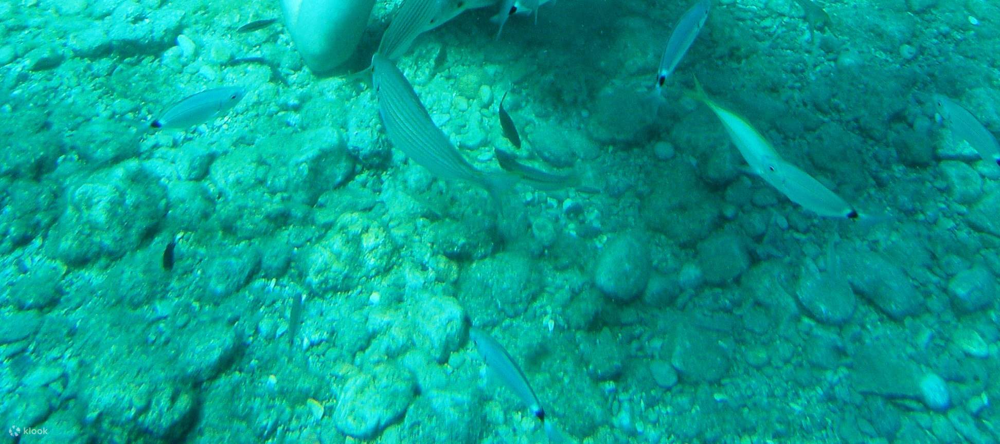 精彩的双罐全日潜水之旅