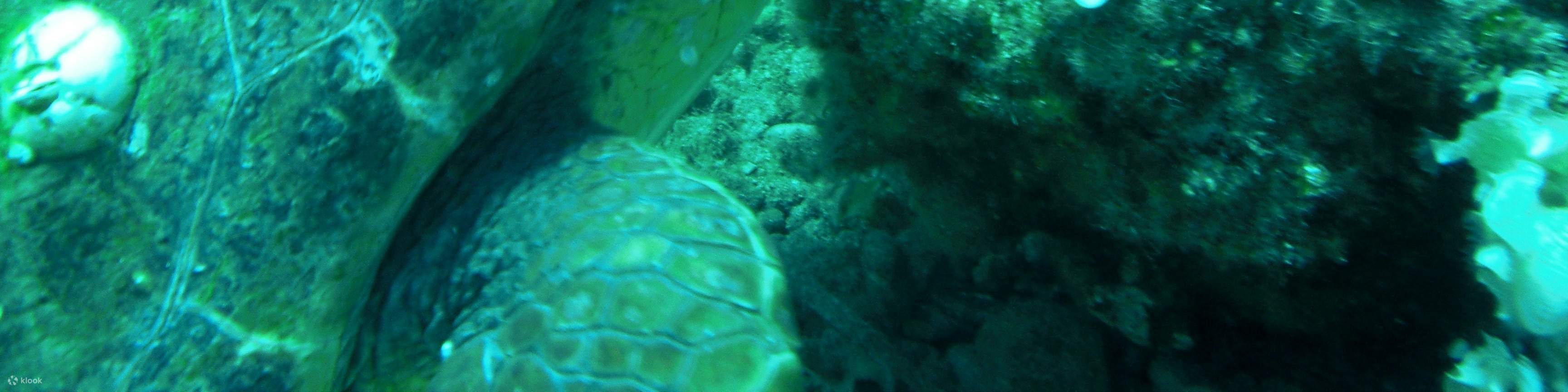 精彩的双罐全日潜水之旅