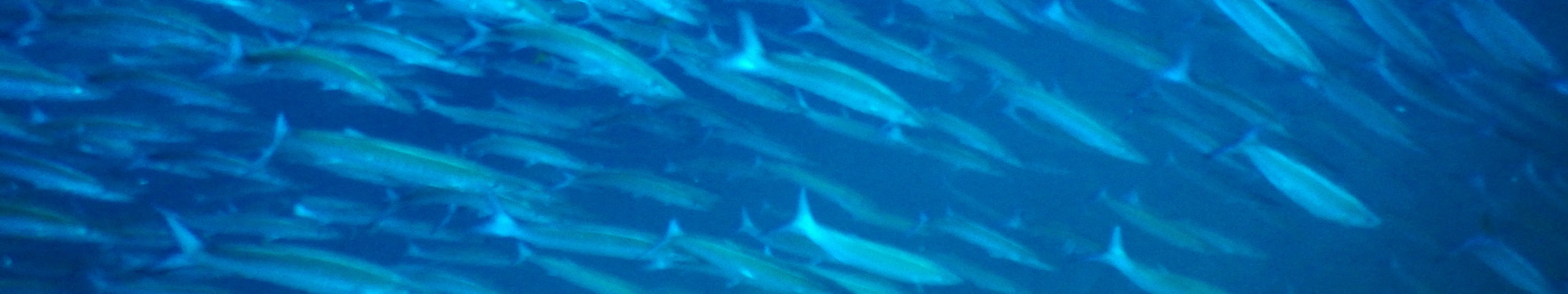 潜水之旅帆岩